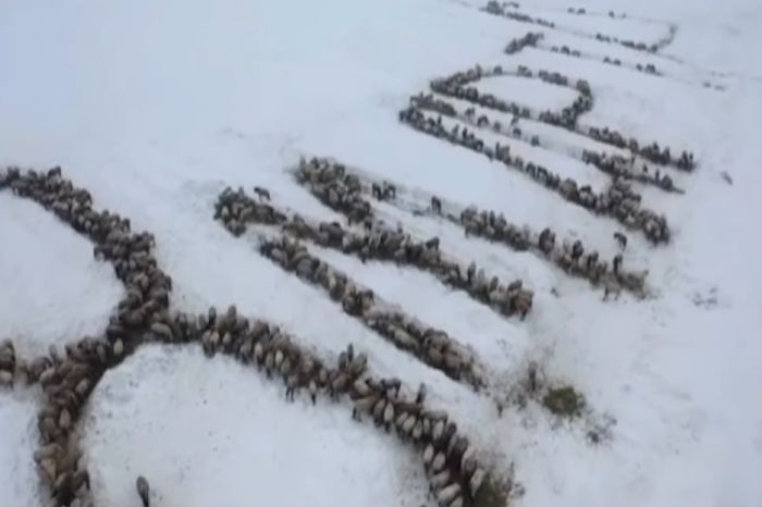 Тысячу лошадей выстроили в открытку к 8 Марта