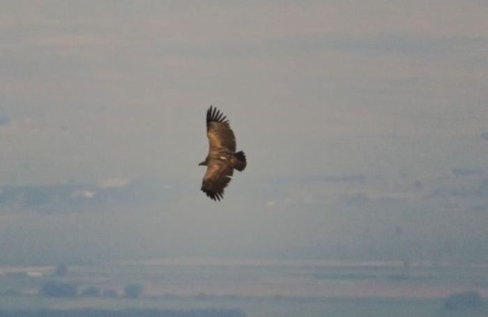 «Был первым в истории»: В Индии погиб редкий черный гриф из Казахстана