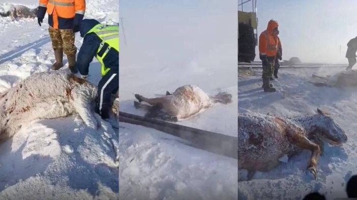 Наезд на 11 лошадей в Акмолинской области: полиция нашла виновного пастуха