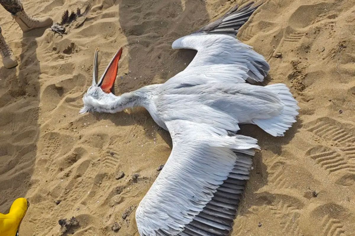 Фото Данияра Акимжанова/lada.kz