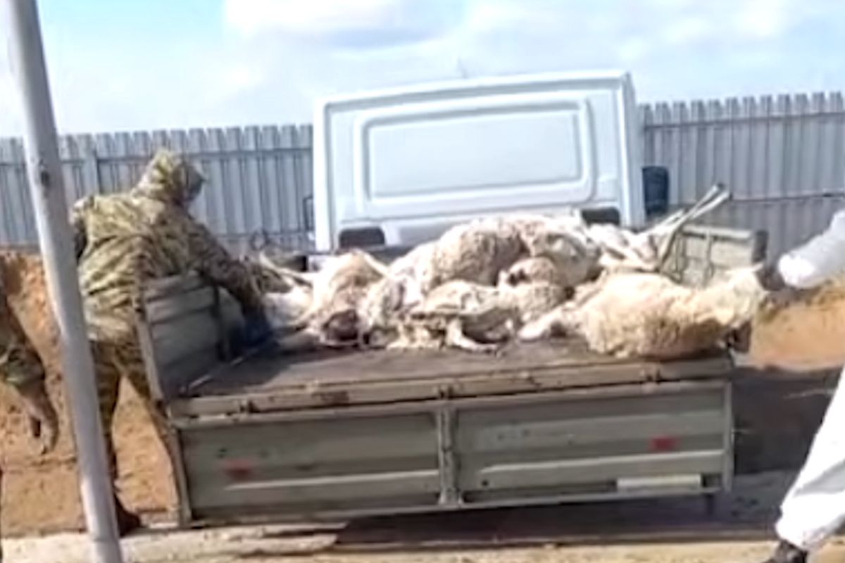 скриншот видео скриншот видео