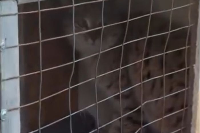 Незваная гостья в курятнике: степная кошка переполошила жителей села близ Атырау