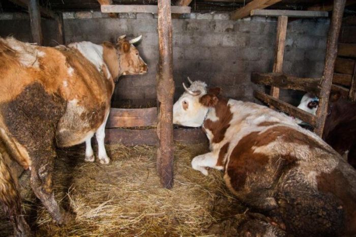 В Атырауской области заболели более 6 тысяч коров: ящур не подтвердился