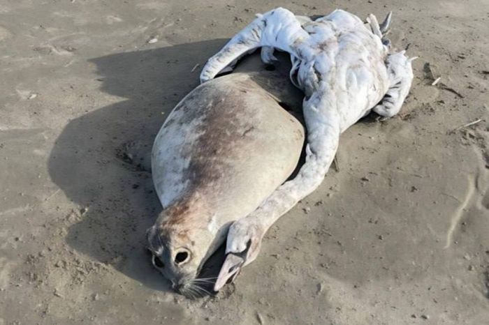 Каспий загрязняется: в Дагестане массово закрывают пляжи