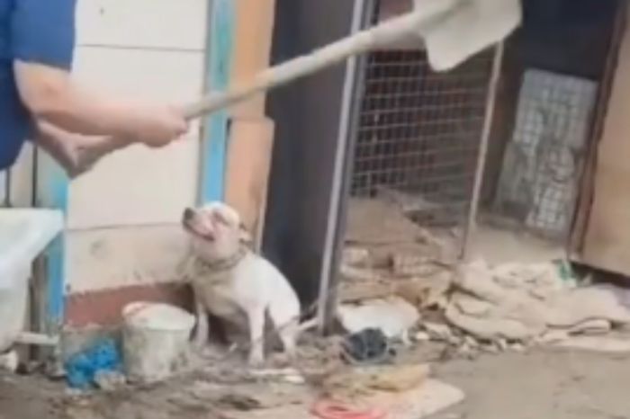 Собаку избивали лопатой: полиция Атырау начала расследование