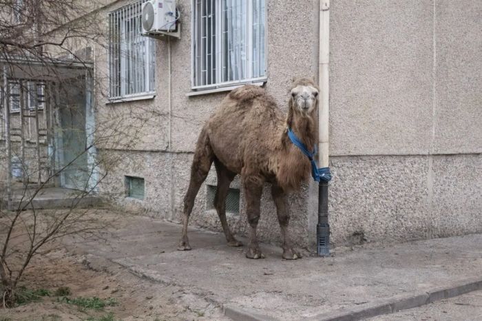 В Актау хозяину верблюда может грозить второй штраф