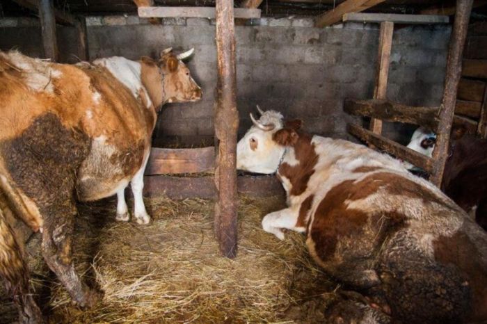 В Атырауской области насчитали уже 45 очагов опасных заболеваний скота