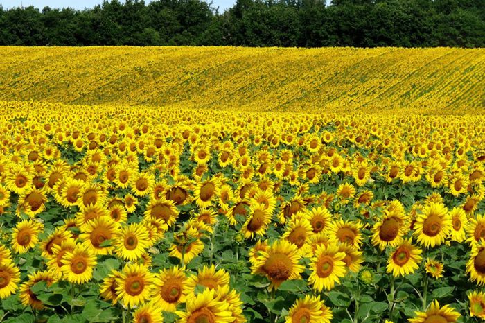 В Казахстан пытались завезти зараженный подсолнечник из Беларуси