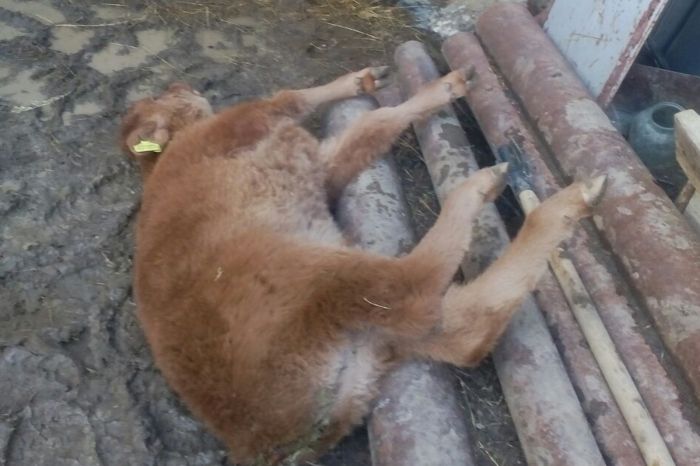 У границы с Казахстаном: в Китае зафиксировали вспышку ящура