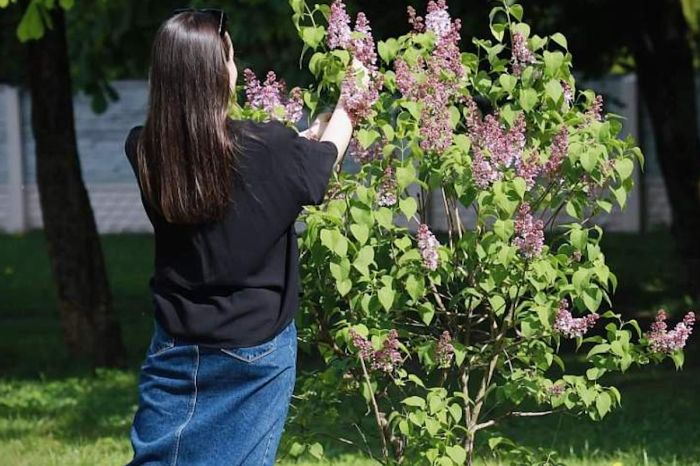 Сорвал сирень — получил штраф: что нужно знать казахстанцам