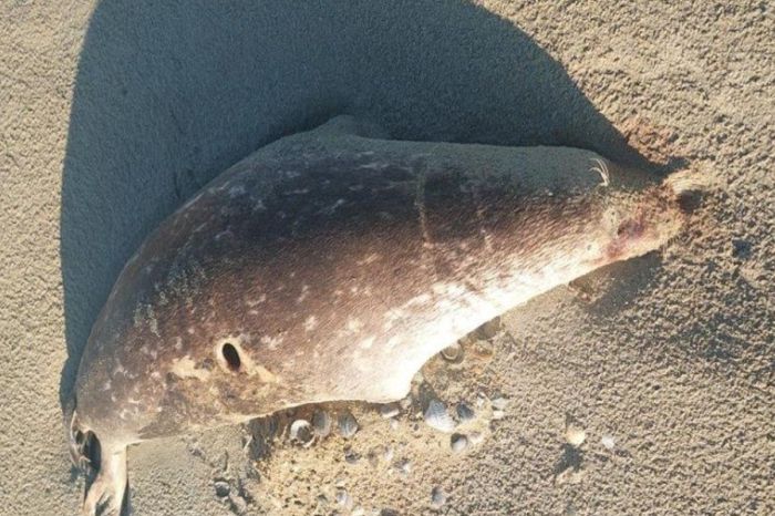 На побережье Каспия нашли почти сотню мертвых тюленей