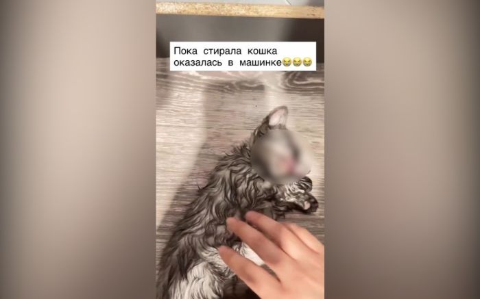 В Семее оштрафовали девушку за гибель котёнка в стиральной машине