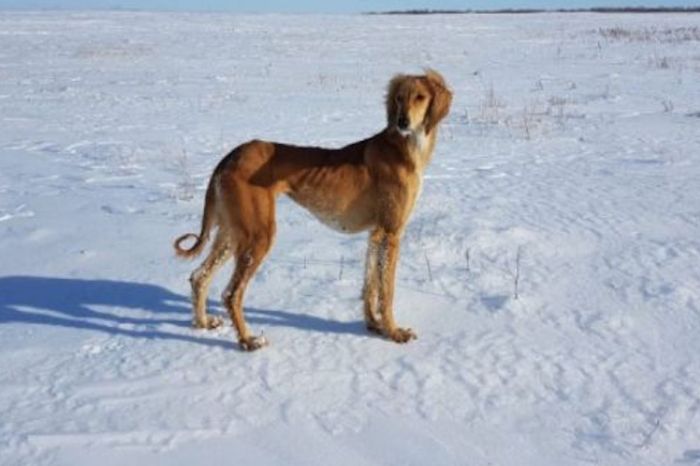Национальное достояние: когда казахстанцы будут праздновать День тазы и тобета