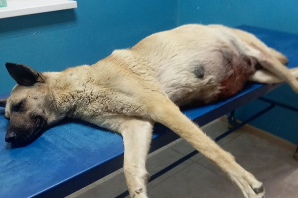 Фото предоставили зоозащитники