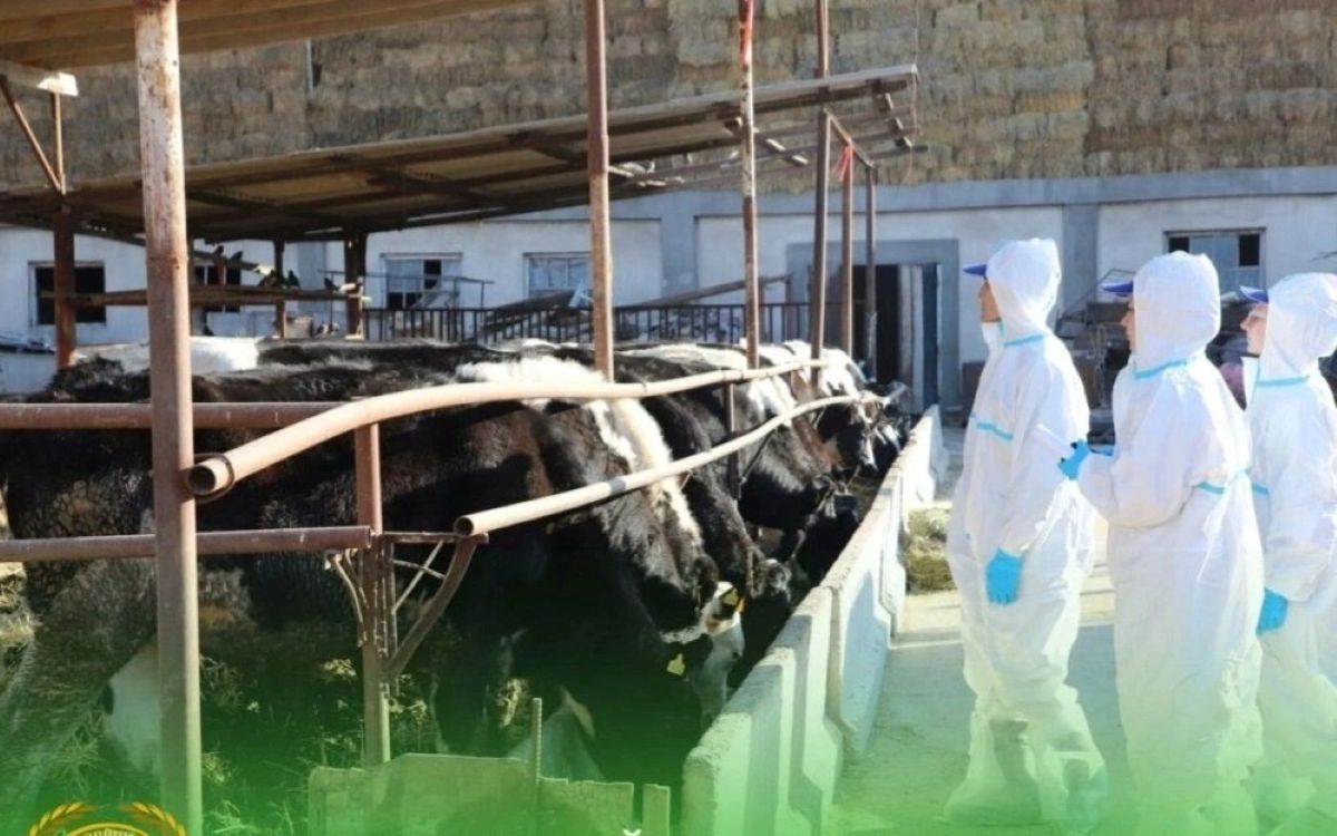 фото ветеринарной службы