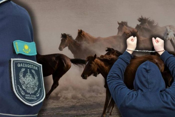 Кража на 46 миллионов: в Жетысу раскрыто похищение породистого скота