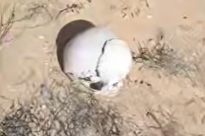 В Жылыойском районе найдены человеческие останки