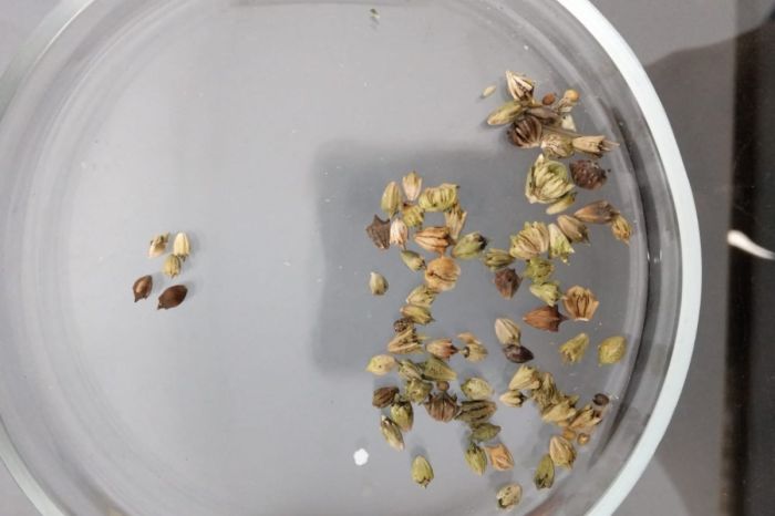 Опасный сорняк пытались завезти в Казахстан из России