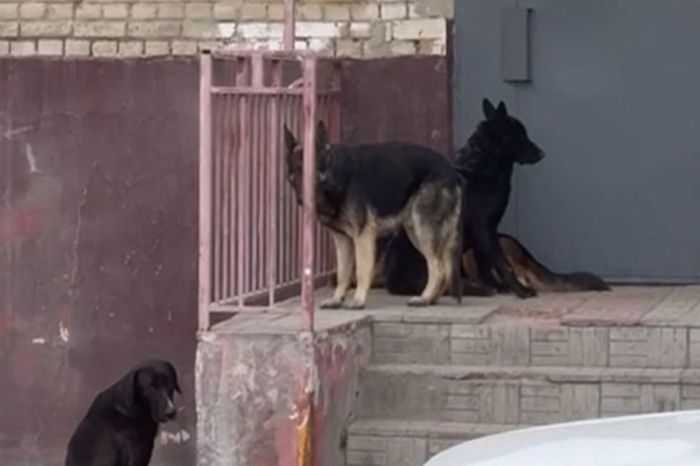 В Казахстане могут пересмотреть сроки эвтаназии бродячих собак: подробности