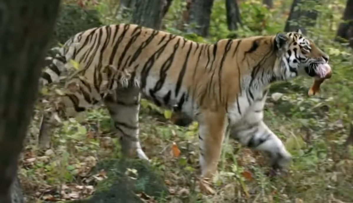 амурский тигр в естественной среде, стоп-кадр фильма NatgeoWild