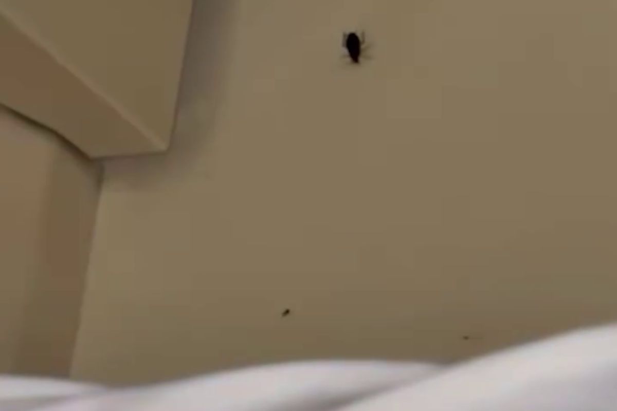скриншот видео