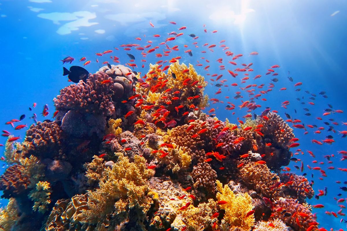 Фото: Shutterstock/FOTODOM/ Tunatura