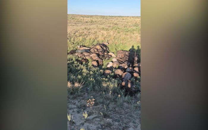 Фермеры Жылыойского района потеряли тысячи овец из-за непогоды