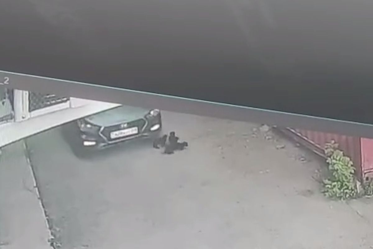 скриншот видео