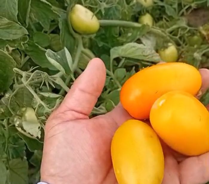 В Атырауской области начали собирать урожай