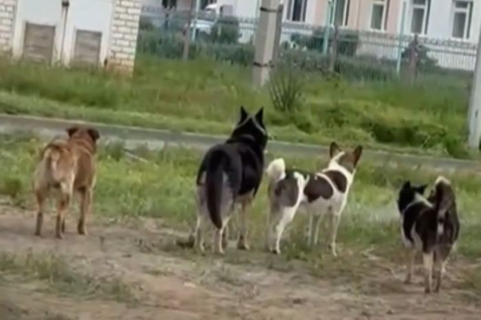 Заплатят за содержание: казахстанцев обяжут отвечать за питомцев даже после отказа от них