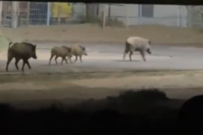Кабаны с поросятами пришли за водой в село под Атырау