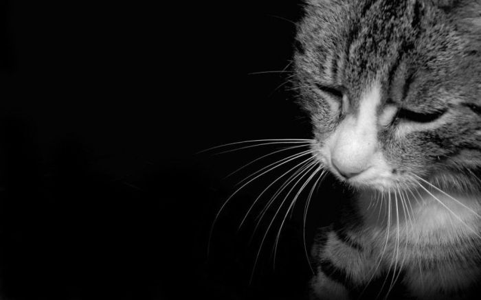 Кошку выбросили с 14-го этажа в Астане: хозяйка обвинила 10-летнего соседа