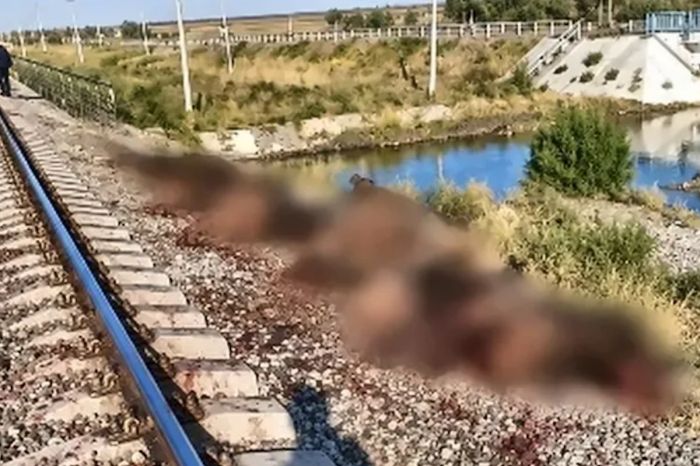 Отара овец попала под поезд в Жамбылской области