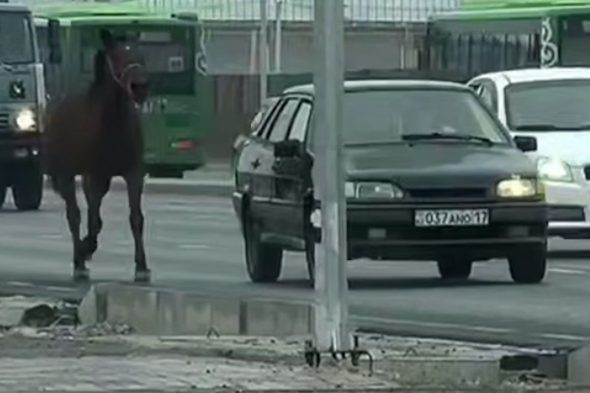 скриншот видео из соцсетей