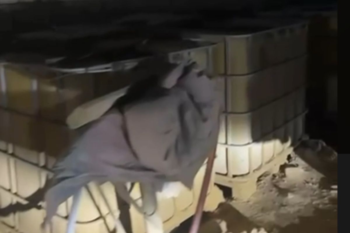 стоп-кадр с видео