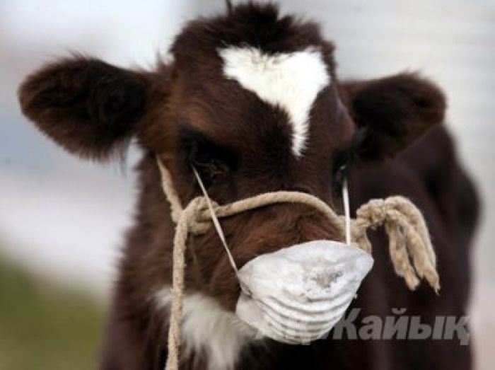 Свыше 800 голов скота уничтожат из-за вспышки ящура в ВКО