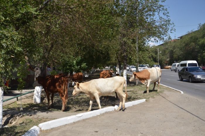 Коровы на светофоре