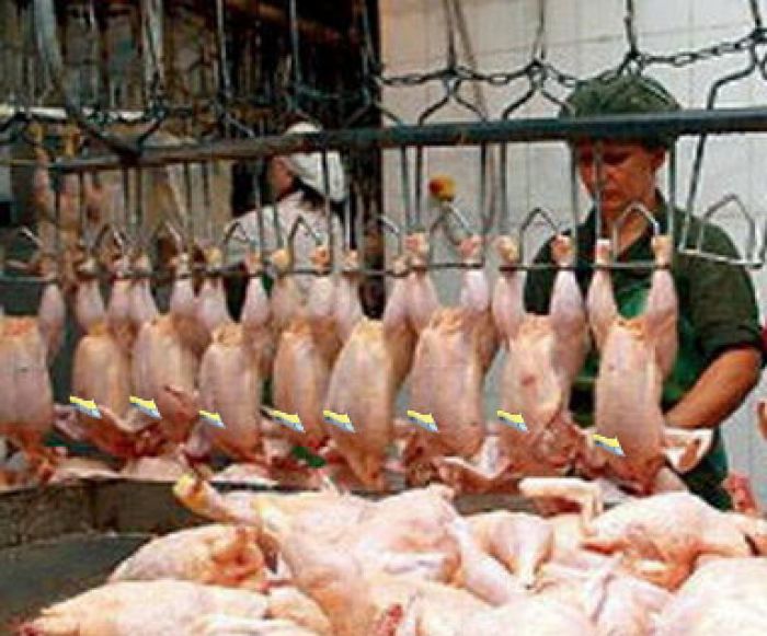Из-за недобросовестной конкуренции объемы продаж мяса птицы отечественного производства упали в среднем на 30%