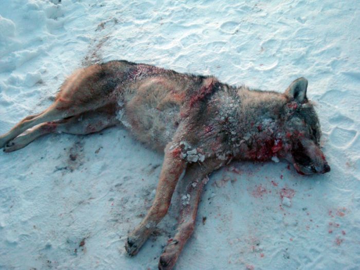 В Индерборском волк ранил двух человек