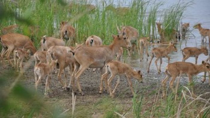 Поголовье сайгаков может удвоиться в ближайшие 5-10 лет