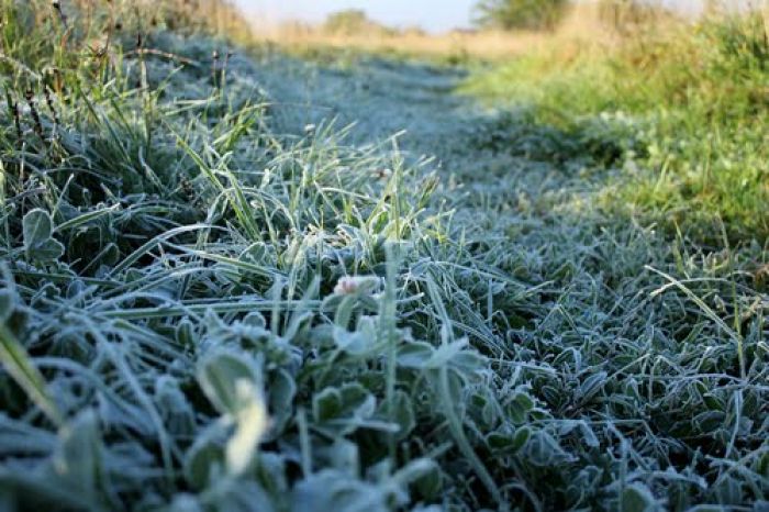 Ночные заморозки на севере Казахстана прогнозируются в среду