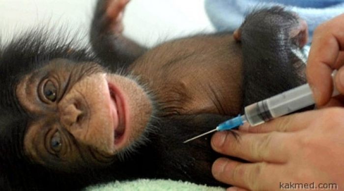 Испытание вакцины от Эболы на обезьянах показало хорошие результаты