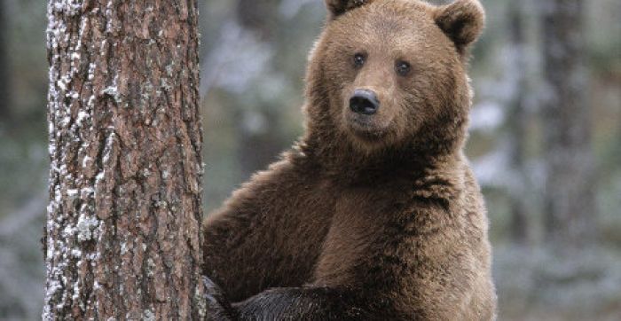 Медведя-двухлетку, кормившегося яблоками на дачах, застрелили в ВКО