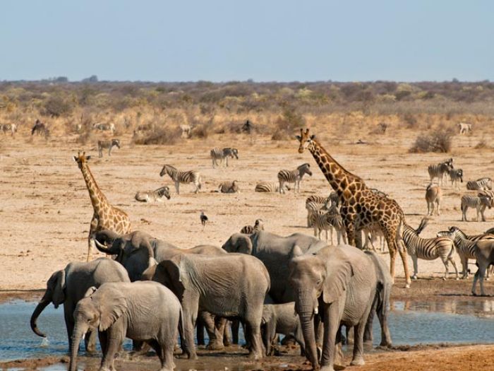Африканские слоны и жирафы близки к вымиранию