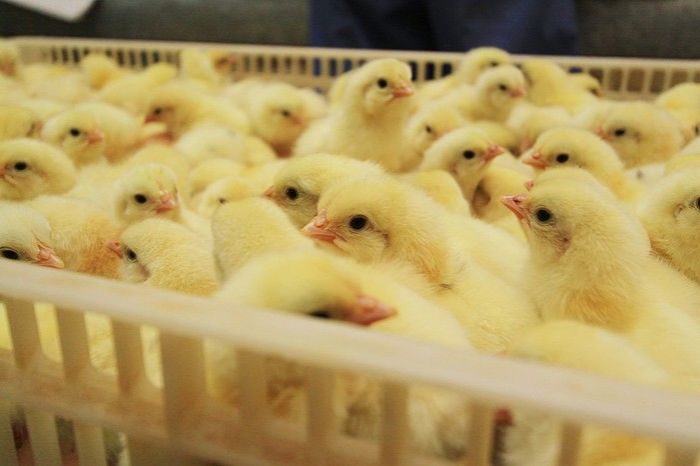 Новая птицефабрика будет давать 30 млн яиц в год
