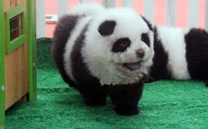 Цирк в Италии выдавал раскрашенных собак за редких панд