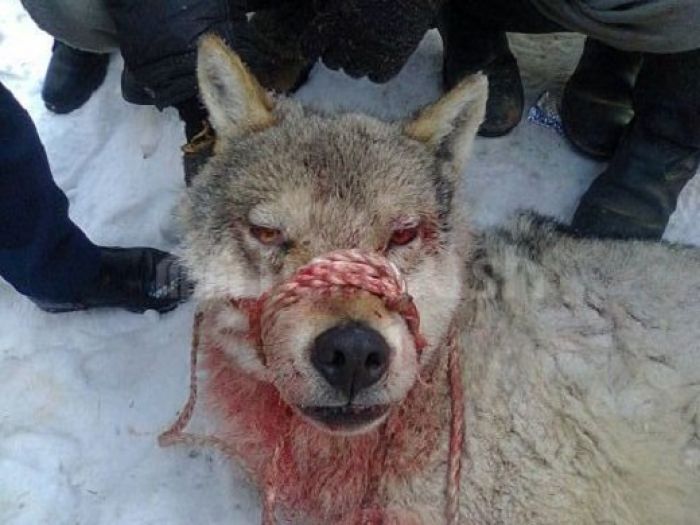 В Киргизии мужчина после схватки с волком принес его живым в село (+фото)