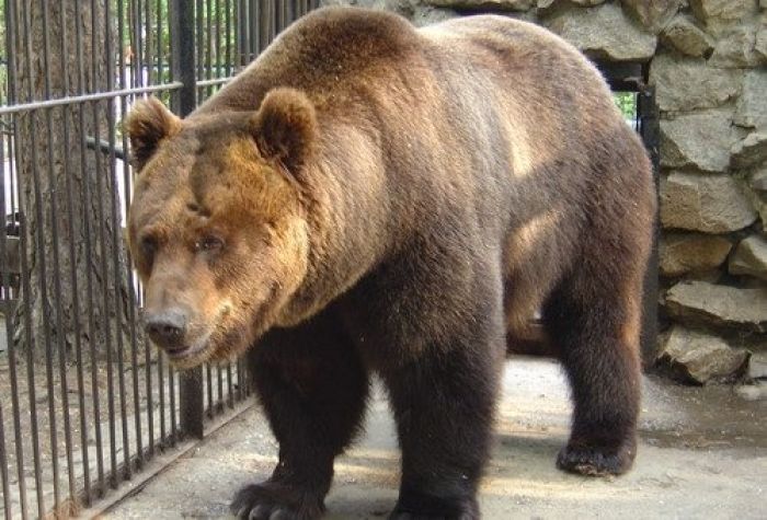 Напуганная фейерверком медведица съела своих медвежат в шымкентском зоопарке