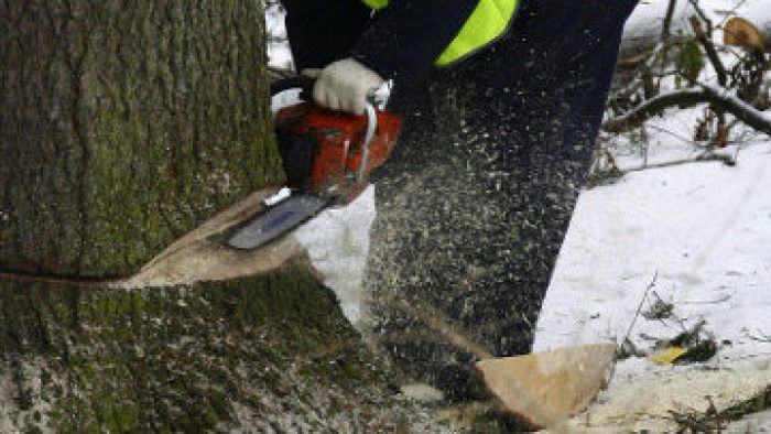 К общественным работам приговорены жители ЗКО за срубленное дерево