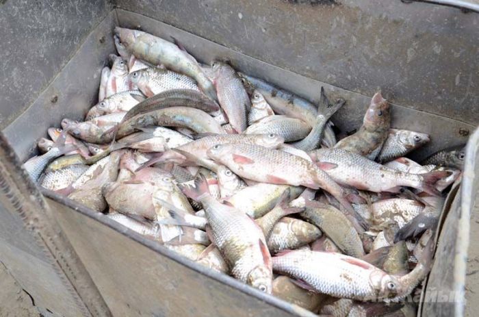 В Атырау выявлен подпольный рыбный цех
